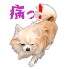 Komaru of a Chihuahua 5 sticker #14866695