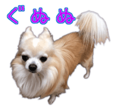 Komaru of a Chihuahua 5 sticker #14866698