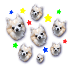 Komaru of a Chihuahua 5 sticker #14866700