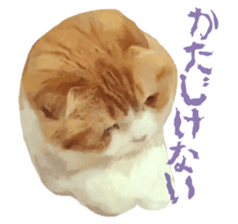 Laziest Scottish fold sticker #14868903