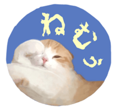 Laziest Scottish fold sticker #14868904