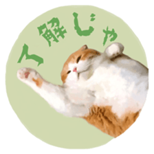 Laziest Scottish fold sticker #14868905