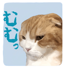 Laziest Scottish fold sticker #14868907