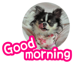 pretty dog's photo sticker(Chihuahua) sticker #14870302