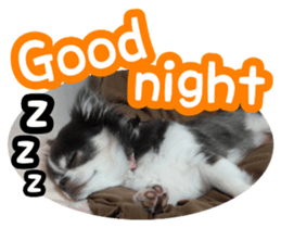 pretty dog's photo sticker(Chihuahua) sticker #14870303