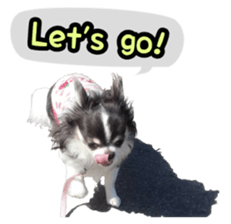 pretty dog's photo sticker(Chihuahua) sticker #14870304