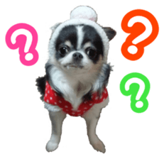 pretty dog's photo sticker(Chihuahua) sticker #14870305