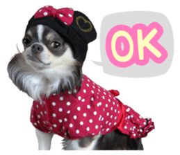 pretty dog's photo sticker(Chihuahua) sticker #14870306