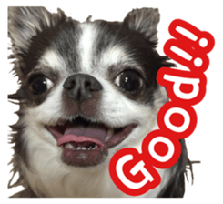 pretty dog's photo sticker(Chihuahua) sticker #14870307