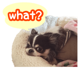 pretty dog's photo sticker(Chihuahua) sticker #14870308
