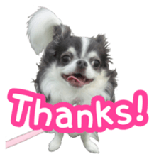 pretty dog's photo sticker(Chihuahua) sticker #14870309