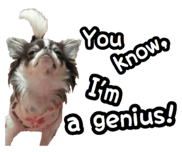 pretty dog's photo sticker(Chihuahua) sticker #14870310