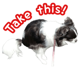 pretty dog's photo sticker(Chihuahua) sticker #14870311