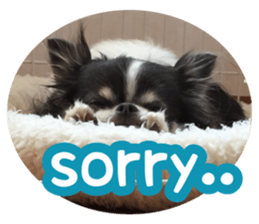 pretty dog's photo sticker(Chihuahua) sticker #14870312