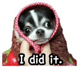 pretty dog's photo sticker(Chihuahua) sticker #14870313