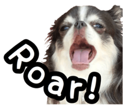 pretty dog's photo sticker(Chihuahua) sticker #14870315