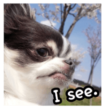 pretty dog's photo sticker(Chihuahua) sticker #14870316