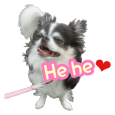 pretty dog's photo sticker(Chihuahua) sticker #14870317