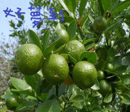 Bean homes sticker #14875302