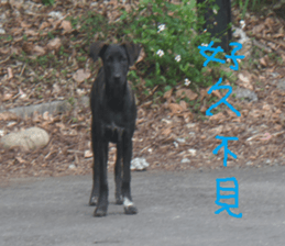 Bean homes sticker #14875303