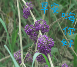 Bean homes sticker #14875304