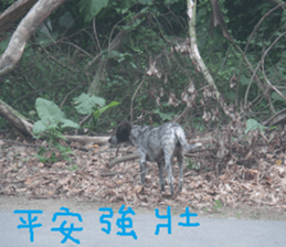 Bean homes sticker #14875305