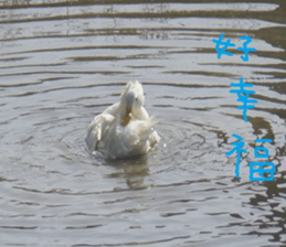 Bean homes sticker #14875307