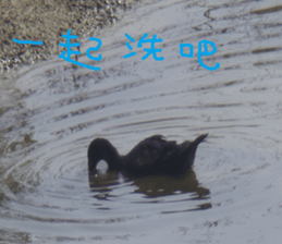 Bean homes sticker #14875308