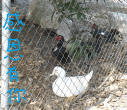 Bean homes sticker #14875309