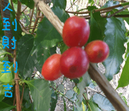 Xu home sticker #14875866