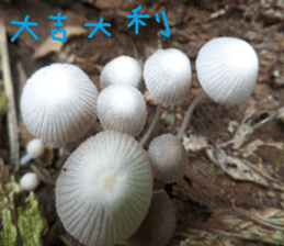 Xu home sticker #14875868