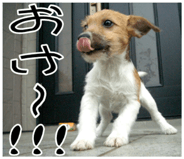 MIEDOG Jack Russell terrier sticker 9 sticker #14877718