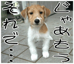 MIEDOG Jack Russell terrier sticker 9 sticker #14877719