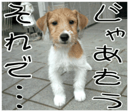 MIEDOG Jack Russell terrier sticker 9 sticker #14877719