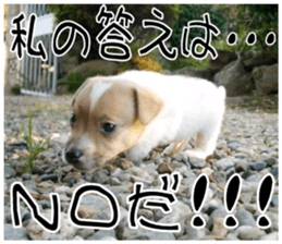 MIEDOG Jack Russell terrier sticker 9 sticker #14877720