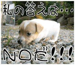 MIEDOG Jack Russell terrier sticker 9 sticker #14877720