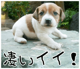 MIEDOG Jack Russell terrier sticker 9 sticker #14877721