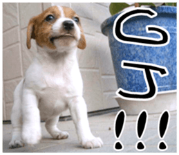 MIEDOG Jack Russell terrier sticker 9 sticker #14877722