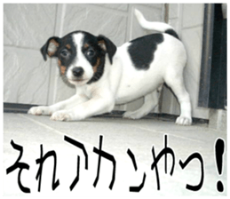MIEDOG Jack Russell terrier sticker 9 sticker #14877723