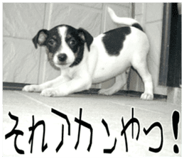 MIEDOG Jack Russell terrier sticker 9 sticker #14877723