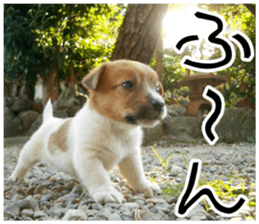 MIEDOG Jack Russell terrier sticker 9 sticker #14877724