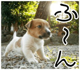 MIEDOG Jack Russell terrier sticker 9 sticker #14877724