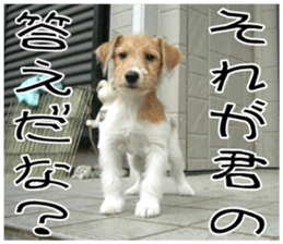 MIEDOG Jack Russell terrier sticker 9 sticker #14877725