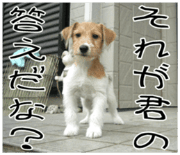 MIEDOG Jack Russell terrier sticker 9 sticker #14877725