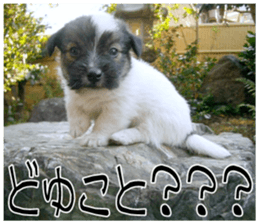 MIEDOG Jack Russell terrier sticker 9 sticker #14877726