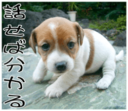 MIEDOG Jack Russell terrier sticker 9 sticker #14877727