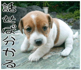 MIEDOG Jack Russell terrier sticker 9 sticker #14877727