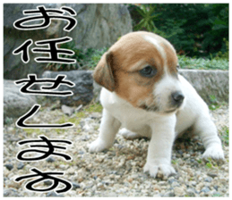 MIEDOG Jack Russell terrier sticker 9 sticker #14877728