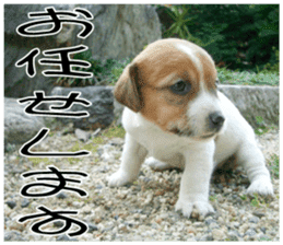 MIEDOG Jack Russell terrier sticker 9 sticker #14877728