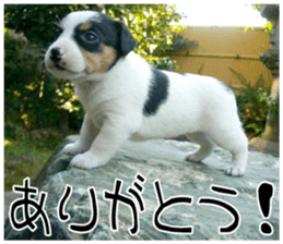 MIEDOG Jack Russell terrier sticker 9 sticker #14877729
